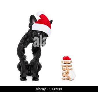 Fame bulldog francese cane con red christmas santa claus hat per le vacanze di Natale e un dono di cookies o tratti isolati su sfondo bianco Foto Stock