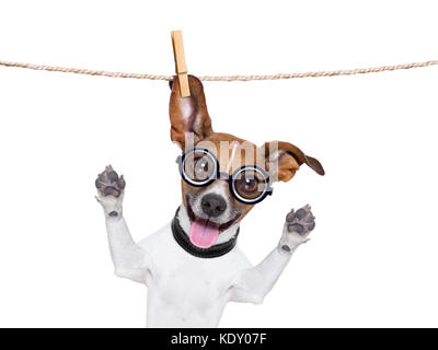 Crazy silly cane con occhiali buffi appesi su una linea di abbigliamento Foto Stock