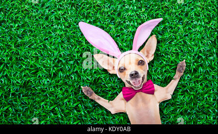 Chihuahua cane vestito con il coniglietto di pasqua le orecchie e una fascetta rosa con uovo sul cucchiaio, isolati su sfondo bianco Foto Stock