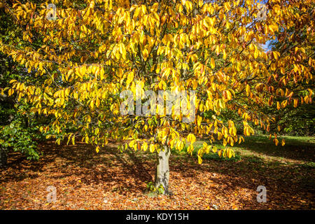 Faggio blu giapponese, Fagus japonica, fogliame da giardino autunno giornata soleggiata colori autunnali di fogliame ingiallito tempo ingiallibile albero giallo autunnale Foto Stock