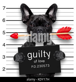 Valentines bulldog cane con rose in bocca come un mugshot colpevole per amore Foto Stock