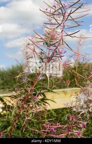 Rosebay willoweb (Chamaenerion angustifolium) un erbaccia o fiore selvatico nativo del Regno Unito nel processo di rilascio dei suoi semi. Foto Stock