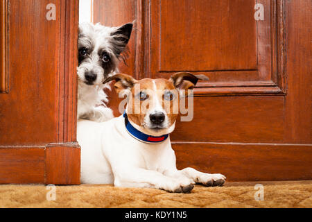 Coppia di cani a guardare alla porta a casa , sullo zerbino Foto Stock