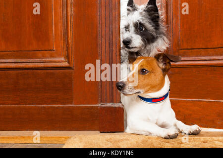 Coppia di cani guardando e cercando , alla porta a casa , sullo zerbino Foto Stock