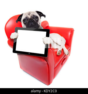 Pug cane seduto sul divano rosso il relax e il riposo mantenendo un tablet pc sullo schermo del computer o il display digitale , isolato su sfondo bianco Foto Stock