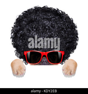 Cool bulldog francese con occhiali da sole che indossa un nero afro look curly wig , sorridendo a te, dietro un banner o un cartellone , isolato su sfondo bianco Foto Stock