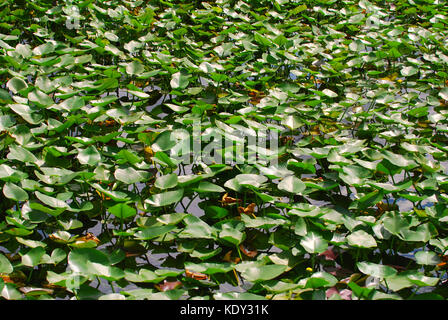 Florida lago coperto di lilly pad Foto Stock