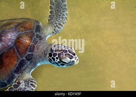 Protected sea turtle nuota dolcemente in mare centro tartarughe in Messico Foto Stock