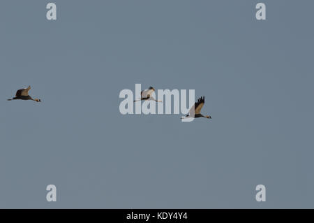 Trio (due adulti e giovani) di Gru coronate grigie [Baleari regulorum] in volo sulla zona di conservazione di Ngorongoro Tanzania Foto Stock