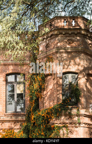 Pyrostegia venusta (fiamma della vigna, orange tromba vine, golden shower) cresce in un edificio in mattoni. Buenos Aires giardino botanico, Palermo, Argentina Foto Stock