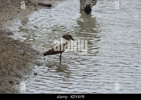 Hamerkop [Scopus umbretta] si trovava sul bordo del lago nel Parco Nazionale Tarangire, in Tanzania Foto Stock