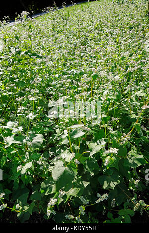 Fioritura di grano saraceno (Fagopyrum esculentum) nel campo Foto Stock