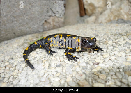 Salamandra pezzata (Salamandra salamandra) Foto Stock