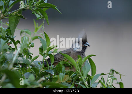 Musebird speckled [Colius striatus] arroccato in un cespuglio in Ngorongoro Farm Gardens Tanzania Foto Stock