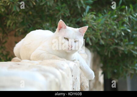 Gatto Bianco in appoggio su una parete Foto Stock