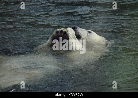 Orso polare nuoto - bear nel lago - close up orso bianco Foto Stock