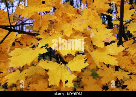 In autunno il momento: ingiallito foglie di acero sui rami a schermo intero. Foto Stock