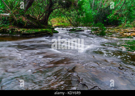 Flusso nella foresta tropicale di Phu kradueng national park, loei thailandia. Foto Stock