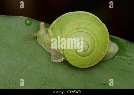 Endemica lumaca verde da sabah, rhinocochlis Foto Stock