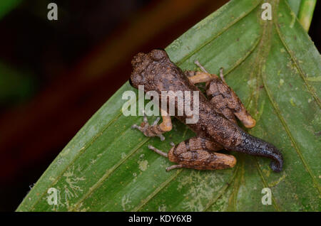 Mountain esili lettiera froglet rana Foto Stock