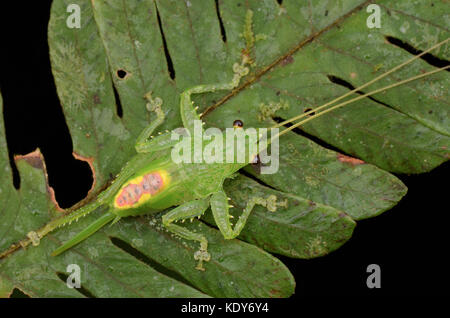 Bella ninfa katydid sulla foglia verde Foto Stock