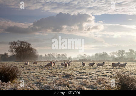 Pecore illuminato dalla mattina presto alla luce del sole su un pupazzo di neve la mattina in novembre. Foto Stock