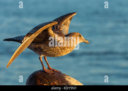 Un bambino gabbiano occidentale (larus occidentalis) stava per prendere un volo, San Francisco, California. Foto Stock