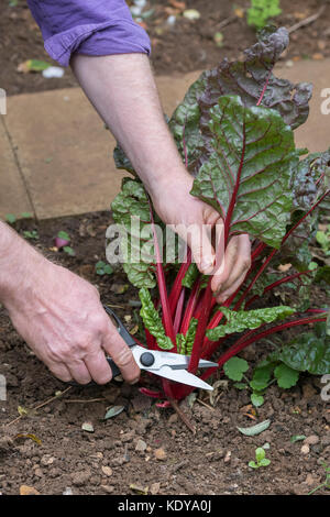 Beta vulgaris. La raccolta di giardiniere rainbow bietole da orto. Oxfordshire, Regno Unito Foto Stock