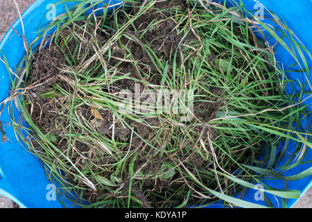 Trug piena di scavato erba lunga da un aiuola ricoperta in ottobre. Regno Unito Foto Stock