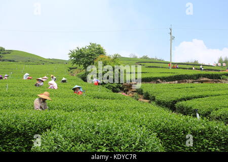 Lavoratore raccogliere le nuove foglie di tè tè in campo sulla gamma Alishan in Chiayi Foto Stock