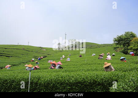 Lavoratore raccogliere le nuove foglie di tè tè in campo sulla gamma Alishan in Chiayi Foto Stock