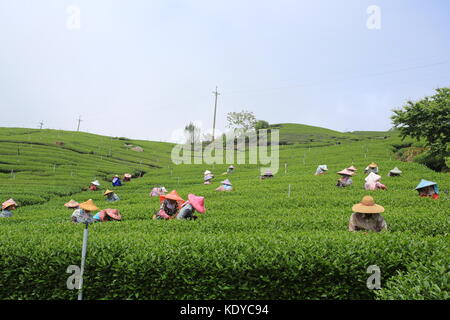 Lavoratore raccogliere le nuove foglie di tè tè in campo sulla gamma Alishan in Chiayi Foto Stock