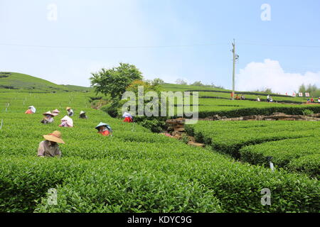 Lavoratore raccogliere le nuove foglie di tè tè in campo sulla gamma Alishan in Chiayi Foto Stock