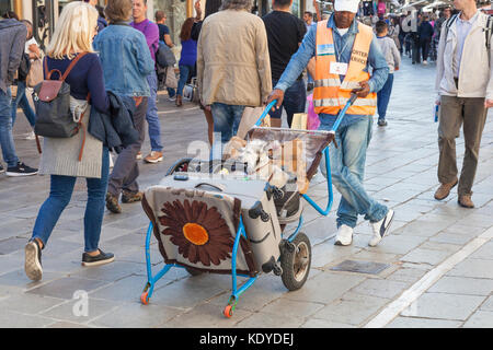 Carino piccolo cane con i bagagli su un carrello porter, Venezia, Italia seduta che sonnecchia in un aperto carrycot di essere consegnato ad un hotel turistico come accompanie Foto Stock