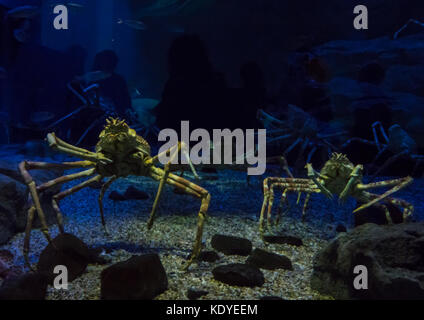 Close-Up di granchi giganti nuotare in Acquario, Osaka, Giappone Foto Stock