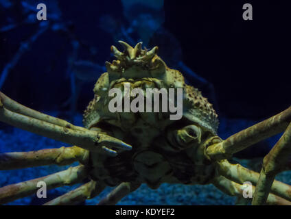 Close-Up di granchi giganti nuotare in Acquario, Osaka, Giappone Foto Stock