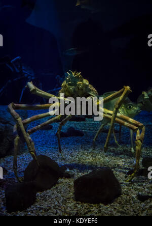 Close-Up di granchi giganti nuotare in Acquario, Osaka, Giappone Foto Stock