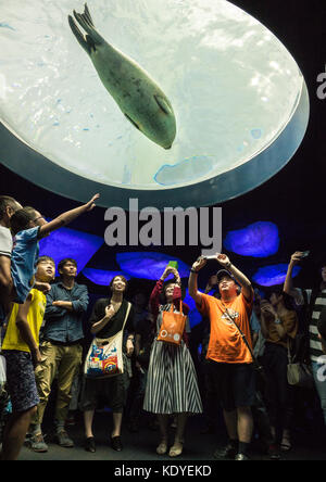 Attoniti visitatori a fotografare un leone di mare in Osaka Aquarium, uno dei più grandi del mondo acquari pubblici, Osaka, Giappone Foto Stock