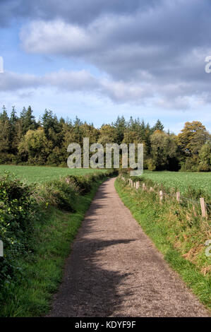 La via tra i campi che conduce al bosco a Kingley Vale su Sussex Regno Unito Foto Stock