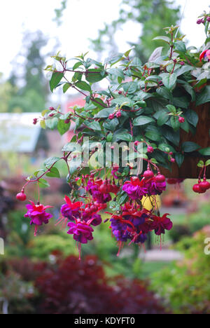 Nei cestini appesi di fucsia in fiore Foto Stock