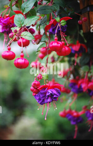 Nei cestini appesi di fucsia in fiore Foto Stock