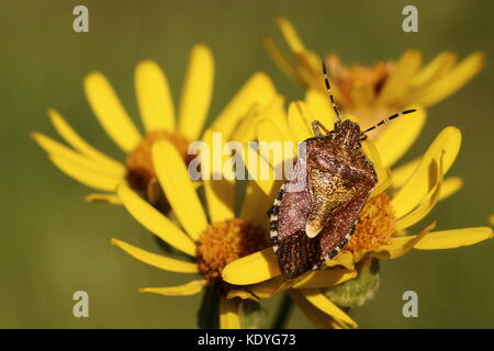 Adulto Peloso Shieldbug Foto Stock