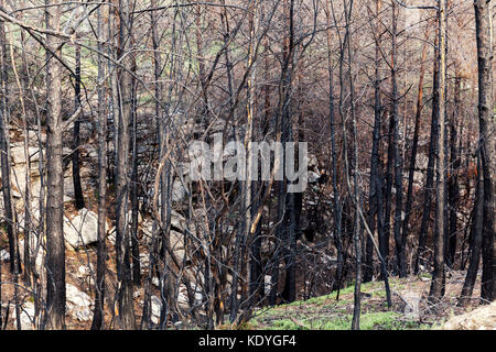 Pineta dopo l'incendio, natura disastro Foto Stock