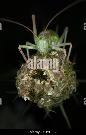 Sella-backed bush cricket seduta su un fiore in testa Picos de Europa, Spagna Foto Stock