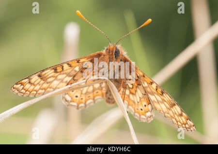 Marsh fritillary illuminata dal sole primaverile, Galles Foto Stock