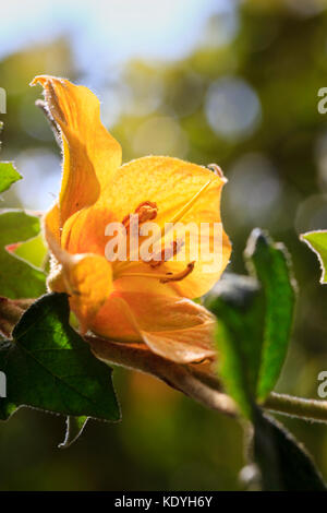 Single summer flower del semi-hardy arbusto, Fremontodendron "California Gloria' Foto Stock