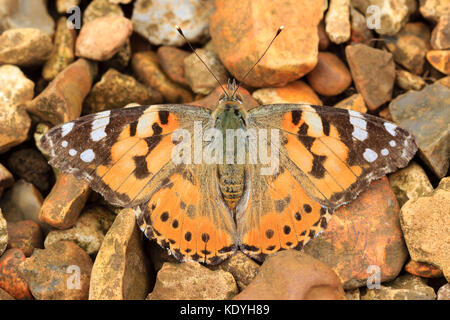 Regno Unito dipinte di migranti lady butterfly, Vanessa cardui, mimetizzata contro uno sfondo di ciottoli Foto Stock
