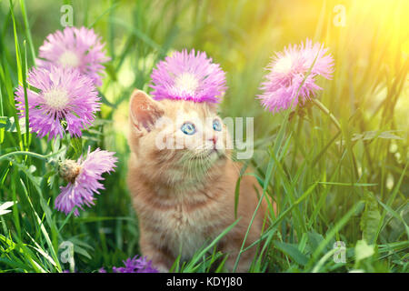 Piccolo grazioso cucciolo rosso passeggiate sul prato fiorito Foto Stock