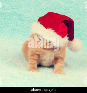 Piccolo gattino indossando Santa Claus hat Foto Stock