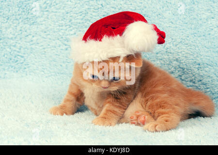 Piccolo gattino indossando Santa Claus hat Foto Stock